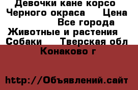 Девочки кане корсо. Черного окраса.  › Цена ­ 65 000 - Все города Животные и растения » Собаки   . Тверская обл.,Конаково г.